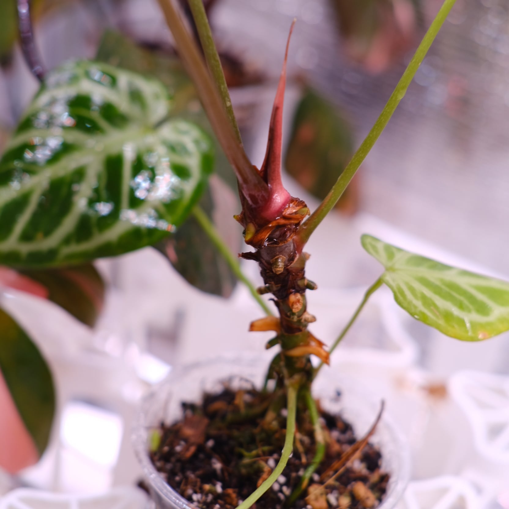 Red Crystallinum × Silver Blush│アンスリウム・レッド クリスタ