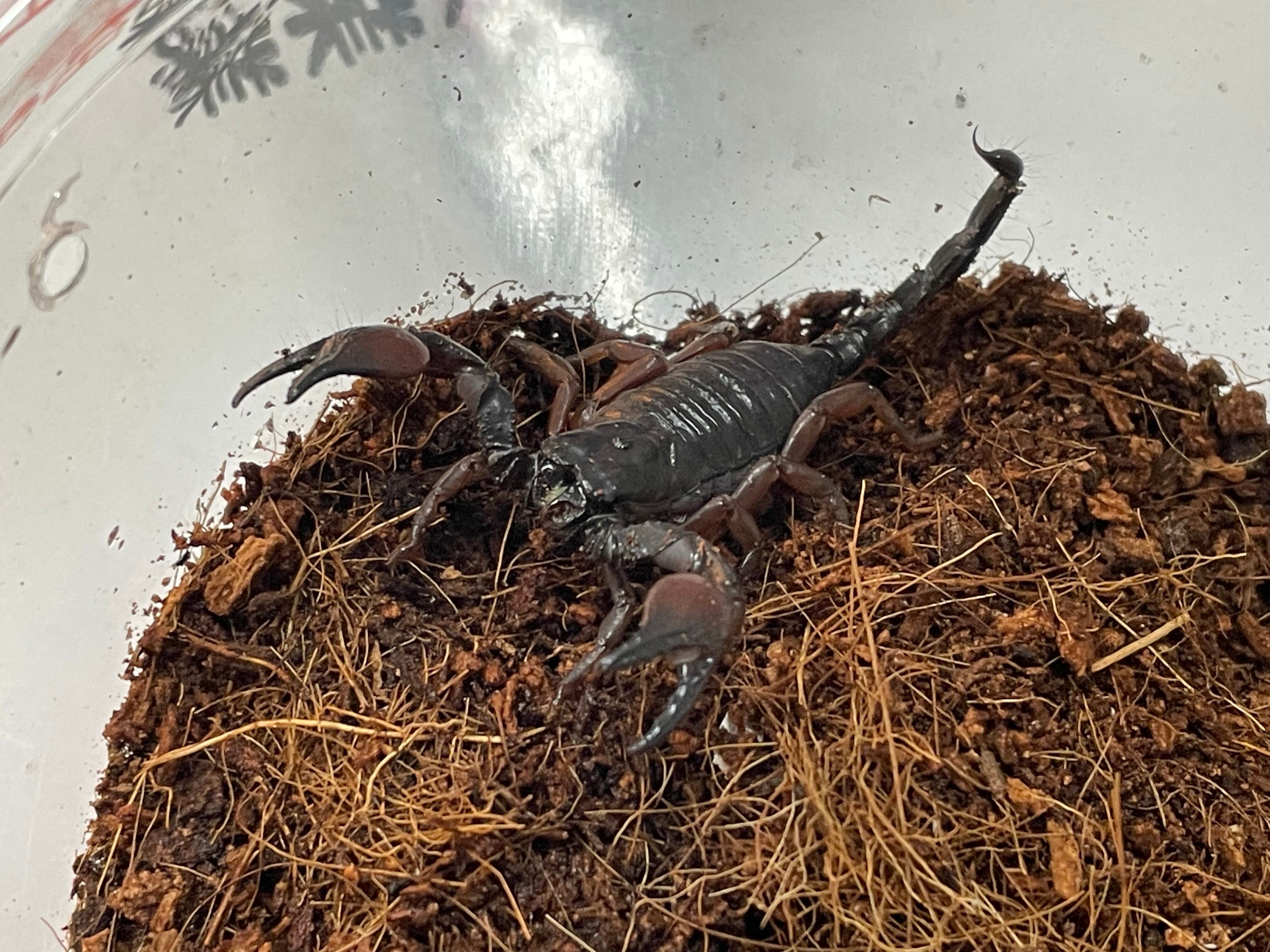 Macrothele raveni 中国産ジョウゴグモ | 奇蟲・昆虫・甲殻類販売 crab