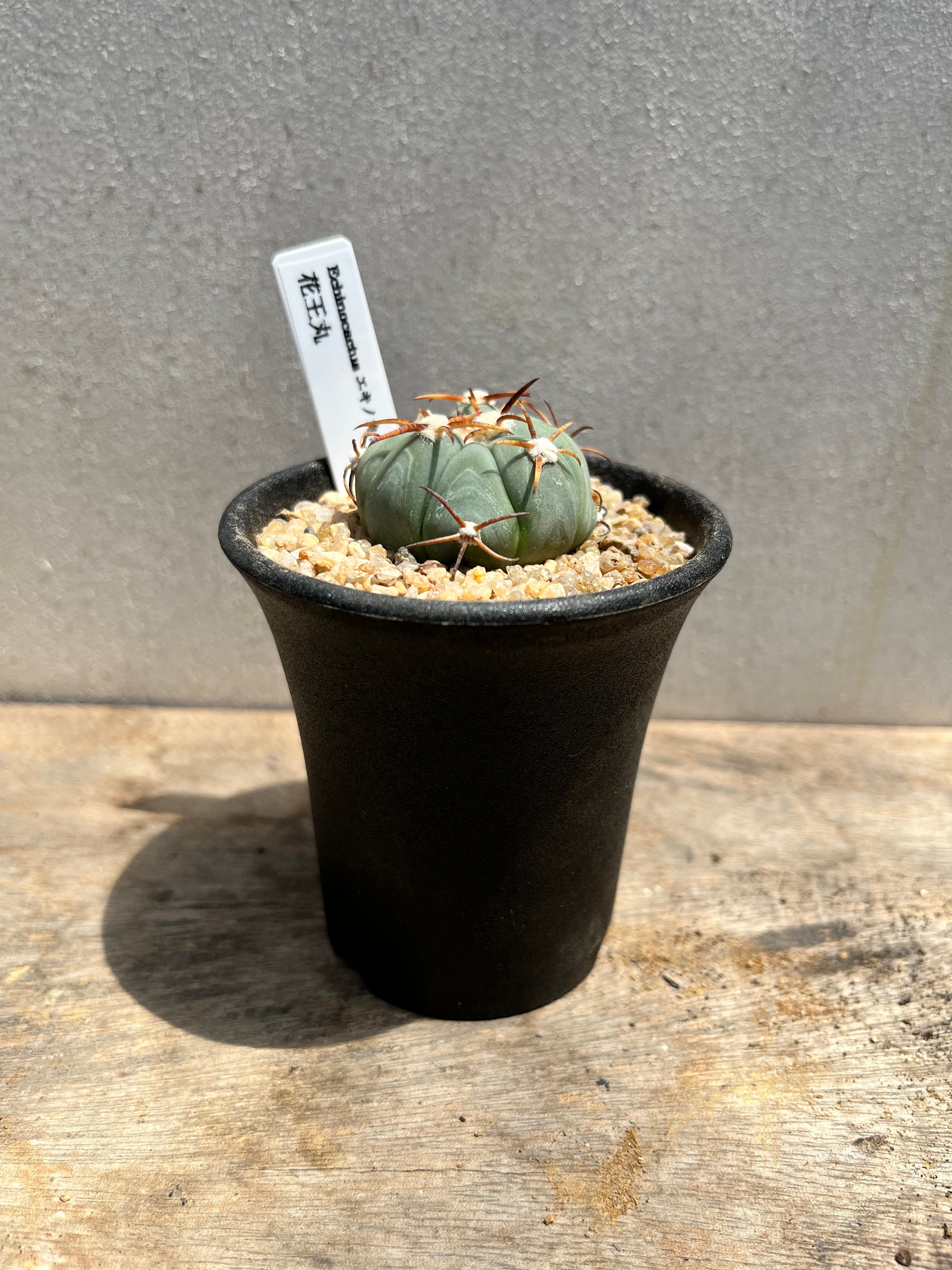 Echinocactus horizonthalonius エキノカクタス 花王丸 サボテン | PAY ID
