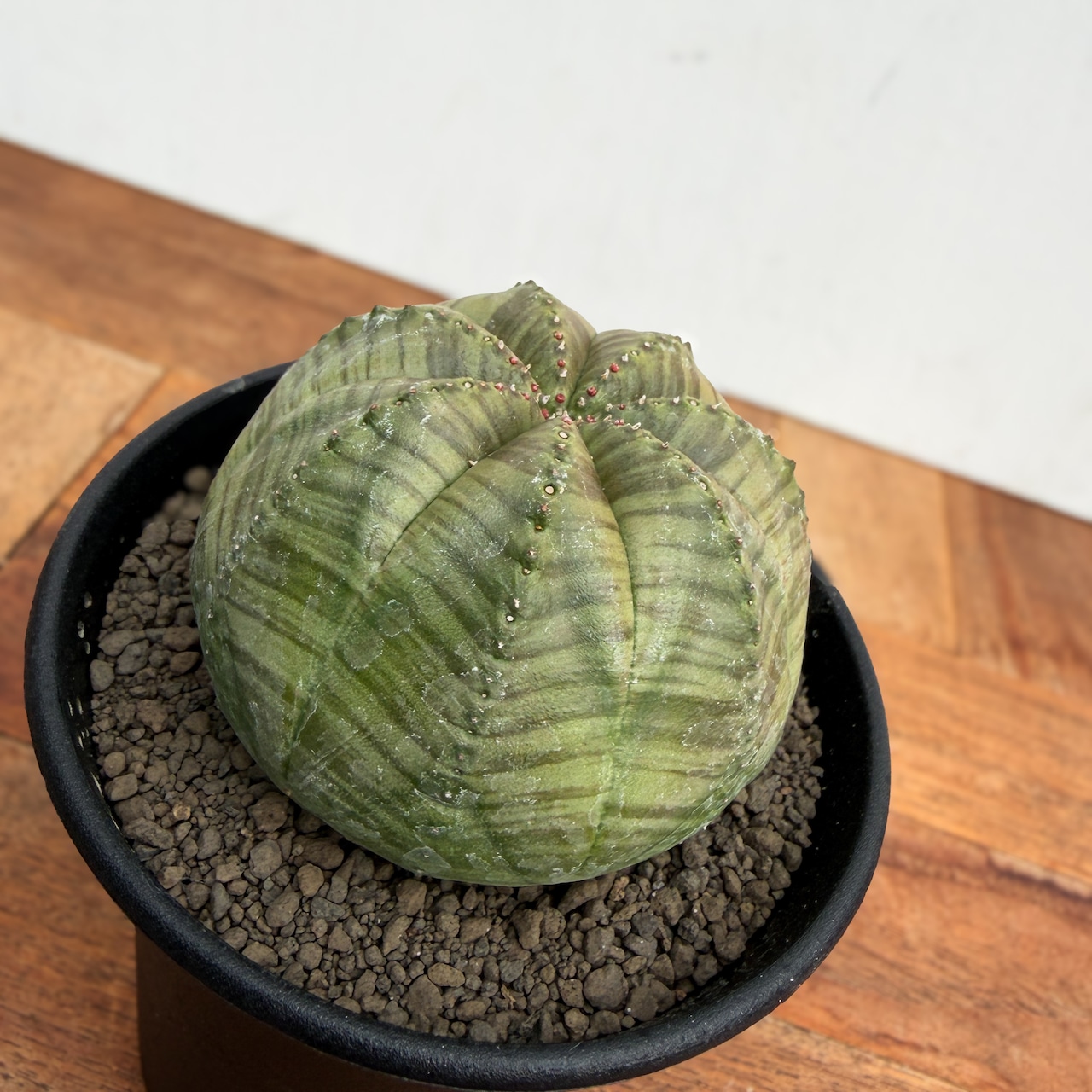 Euphorbia obesa【ユーフォルビア・オベサ】