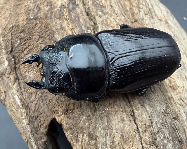 《オオクワガタ 久留米血統 50mm ♀単》