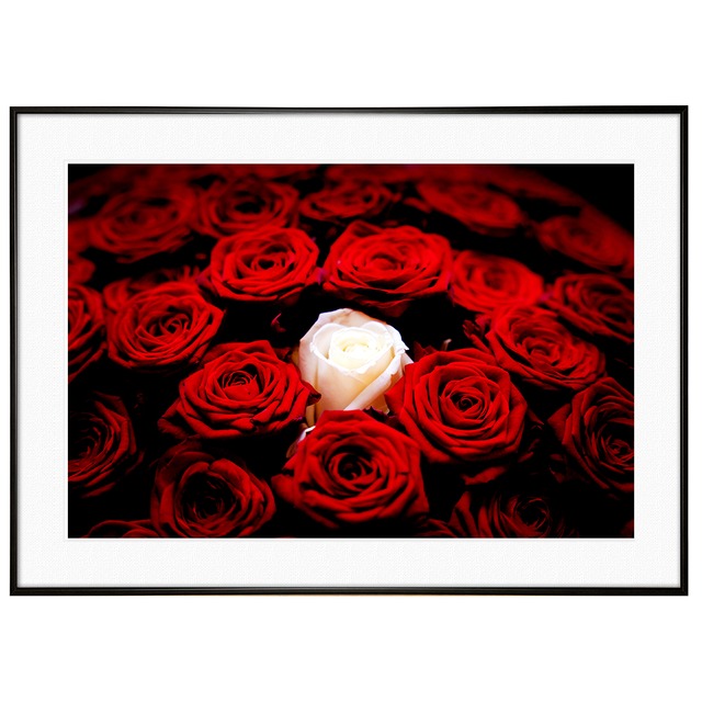 花写真 赤いバラ(薔薇・レッドローズ)  インテリアアートポスター額装 AS2710