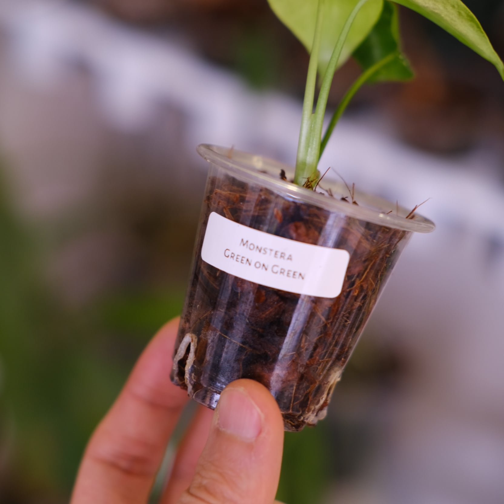 Monstera green on green｜モンステラ グリーンオン グリーン｜観葉