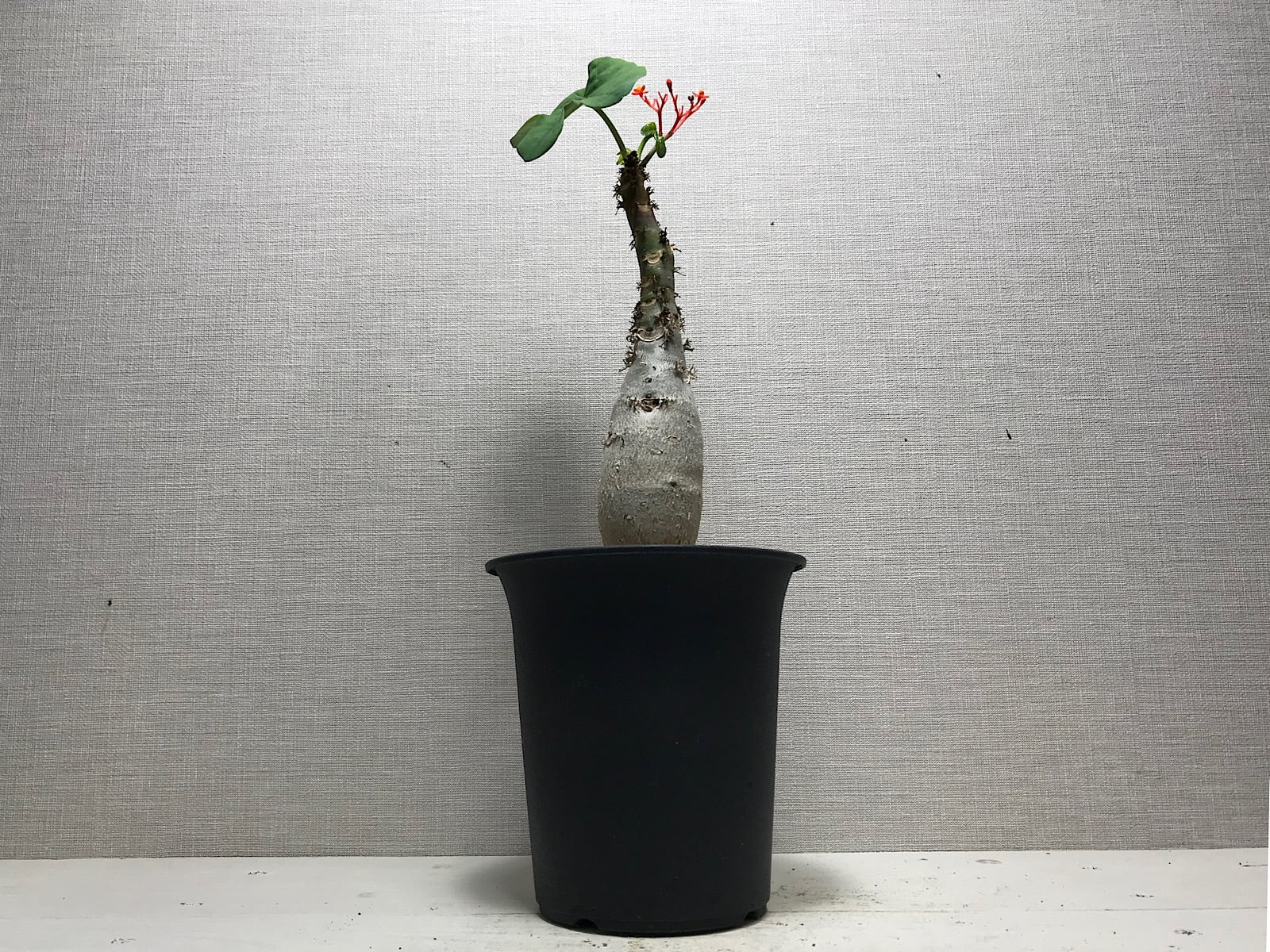 ヤトロファ ポダグリカ 珊瑚油桐
