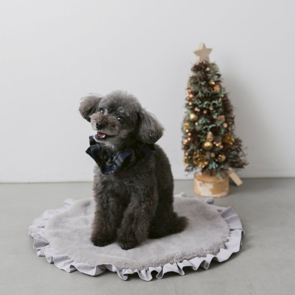 チェックシュシュスタイ フォレストグリーン ＜HOLIDAY COLLECTION