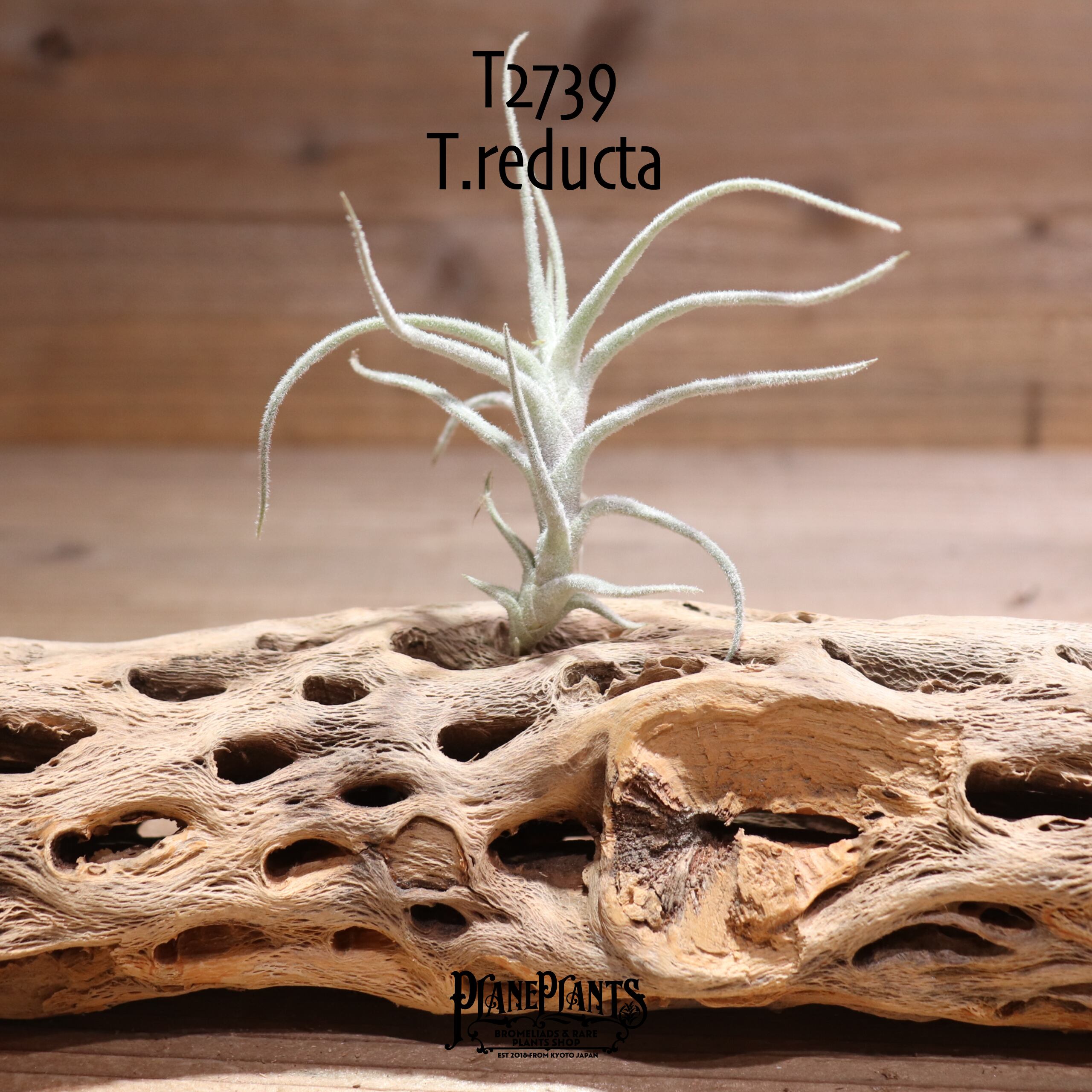 【送料無料】 reducta〔エアプランツ〕現品発送T2739