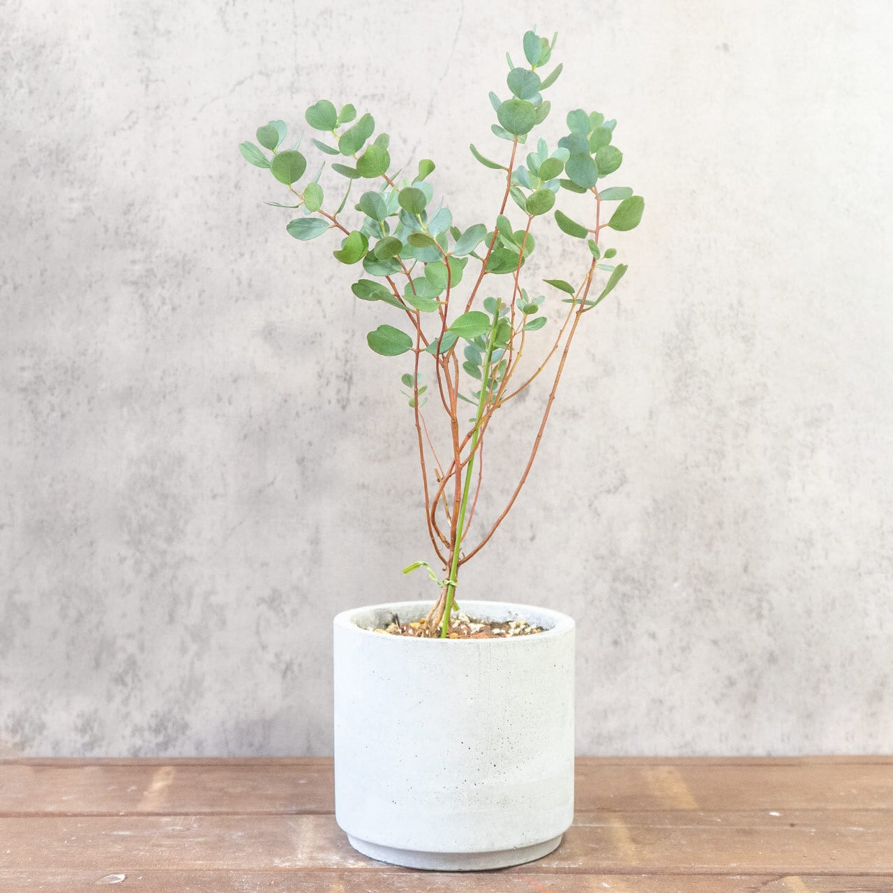 【愛らしい丸葉の重なり】ユーカリ・ポポラスを根腐れを防ぐ独自配合の用土で植え込み。手づくりモルタル鉢の質感が、お部屋をモダンに彩る一点ものです｜虫発生抑制｜送料全国一律850円