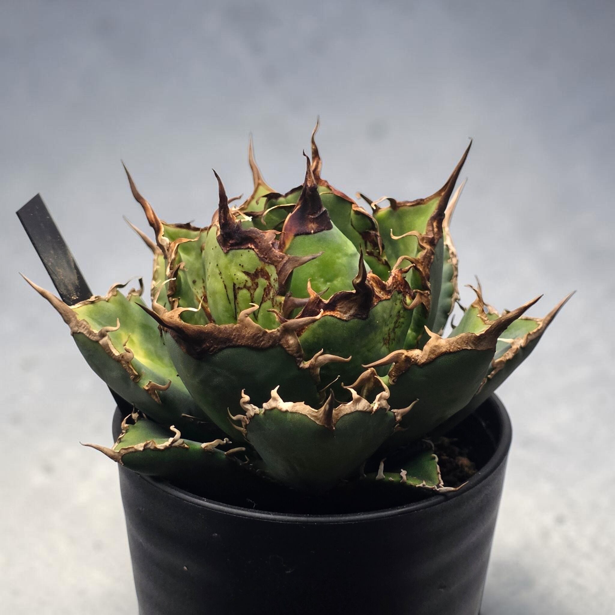 アガベ チタノタ 阿修羅 (Agave titanota 'Asura') | BRIDGE GARDEN