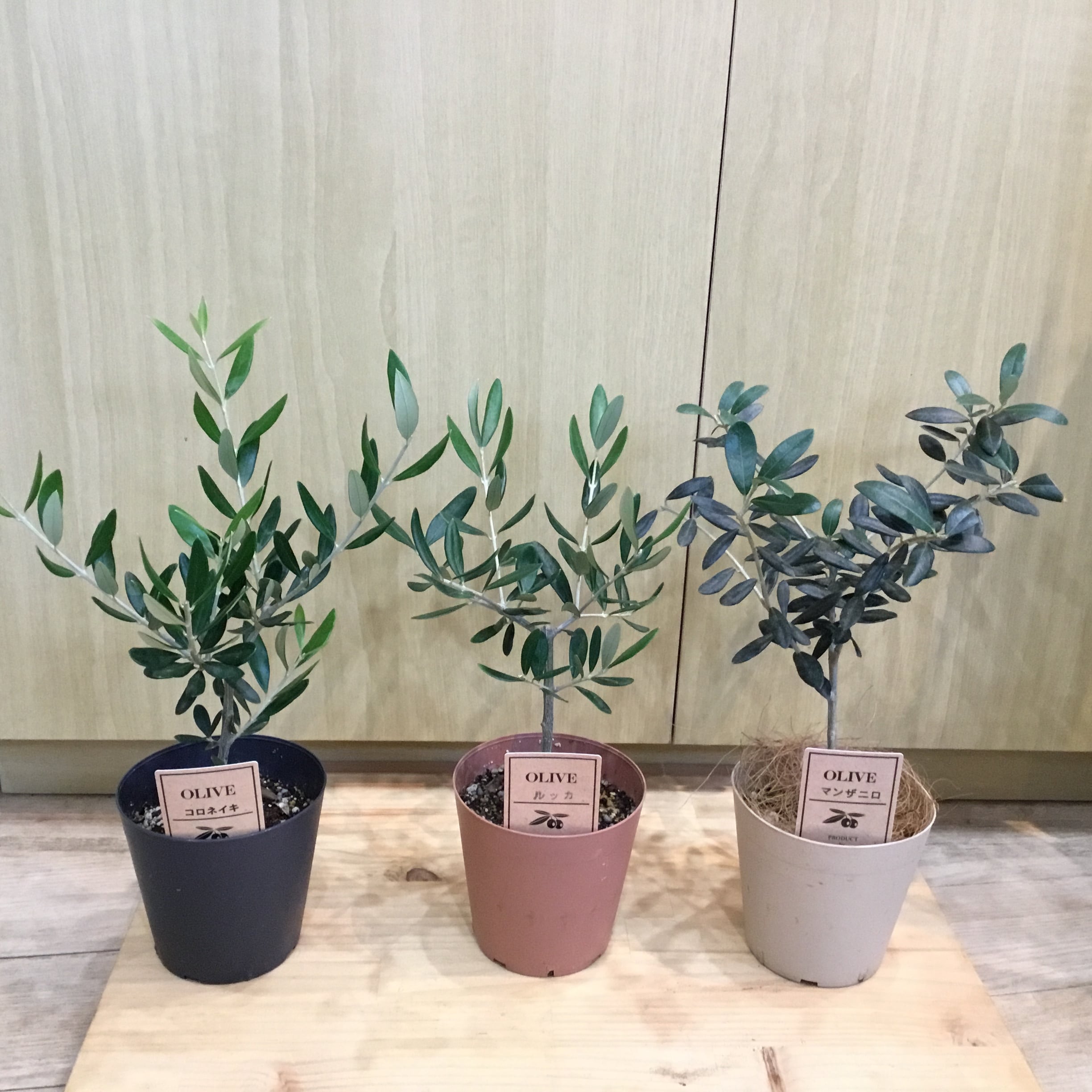 オリーブミニ 3.5号 プラポット入り | 趣味の園芸と陶器山竹