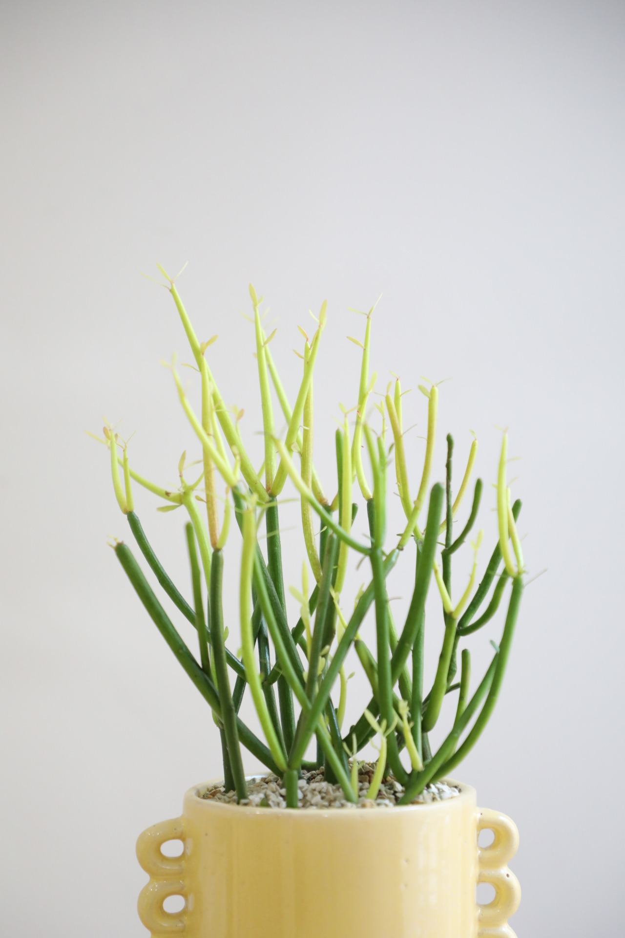 【S】ミルクブッシュ・ファイヤースティック/Euphorbia tirucalli