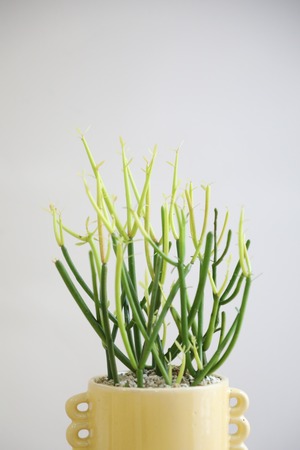 【S】ミルクブッシュ・ファイヤースティック/Euphorbia tirucalli