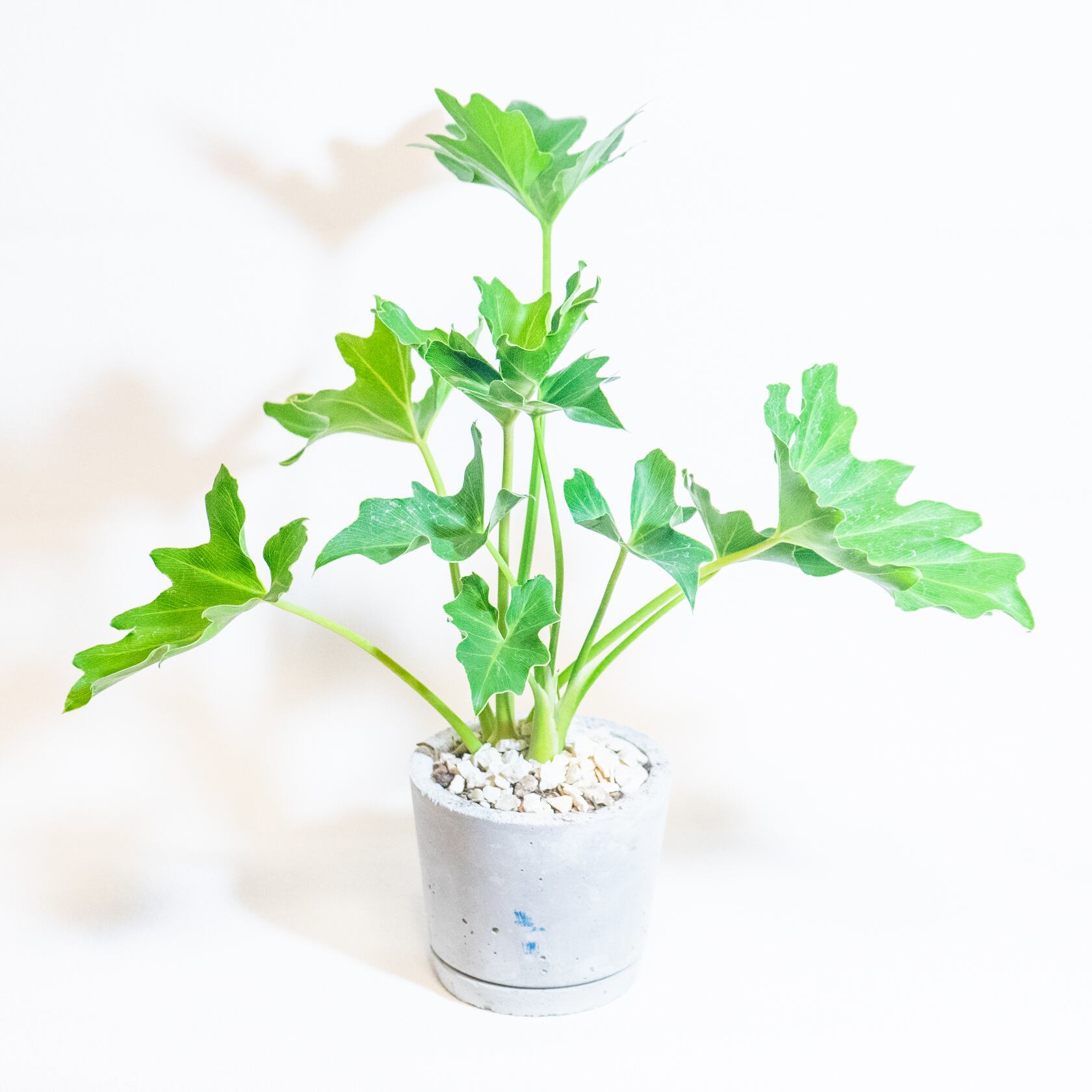 ＼送料無料／≪ 観葉植物 ≫室内管理もオッケーなフィロデンドロン・セロームの鉢植え｜ざらっとした風合いの手づくりモルタル鉢