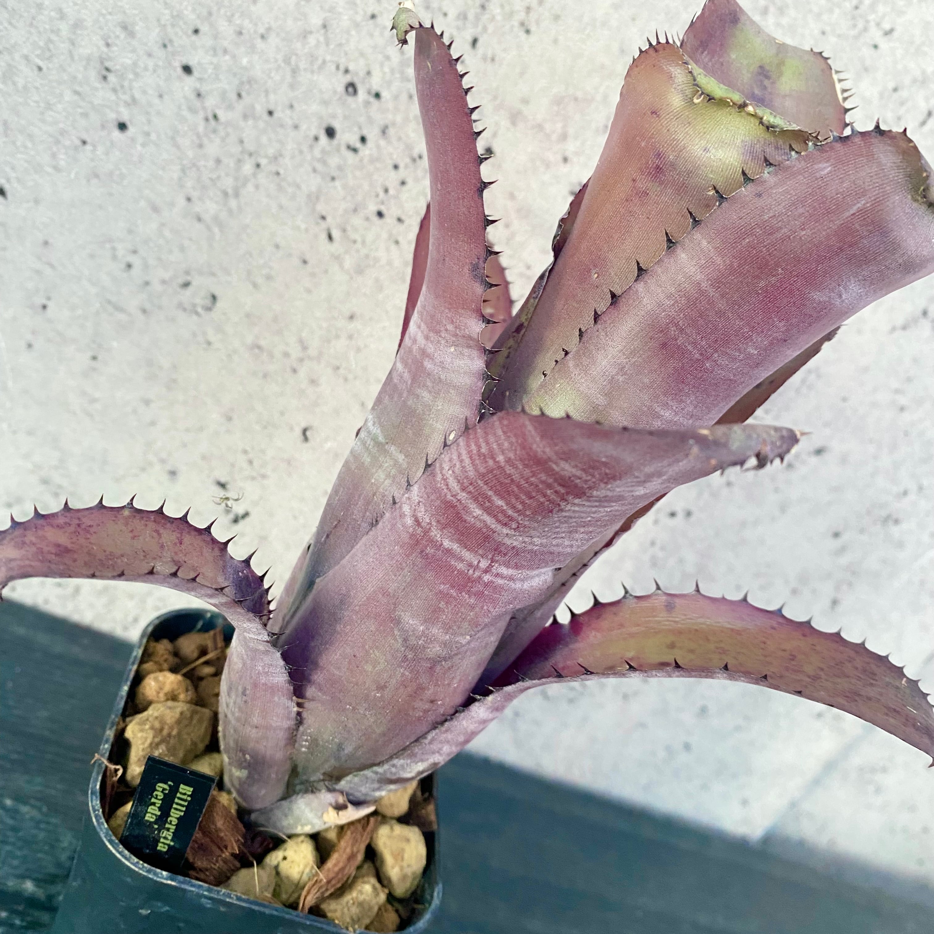 Planet Plants プラネットプランツ