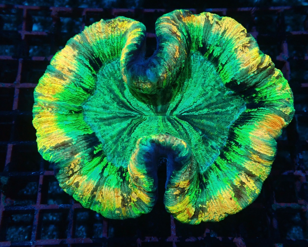 Wellsophyllia Radiata UltraGrade