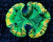 Wellsophyllia Radiata UltraGrade