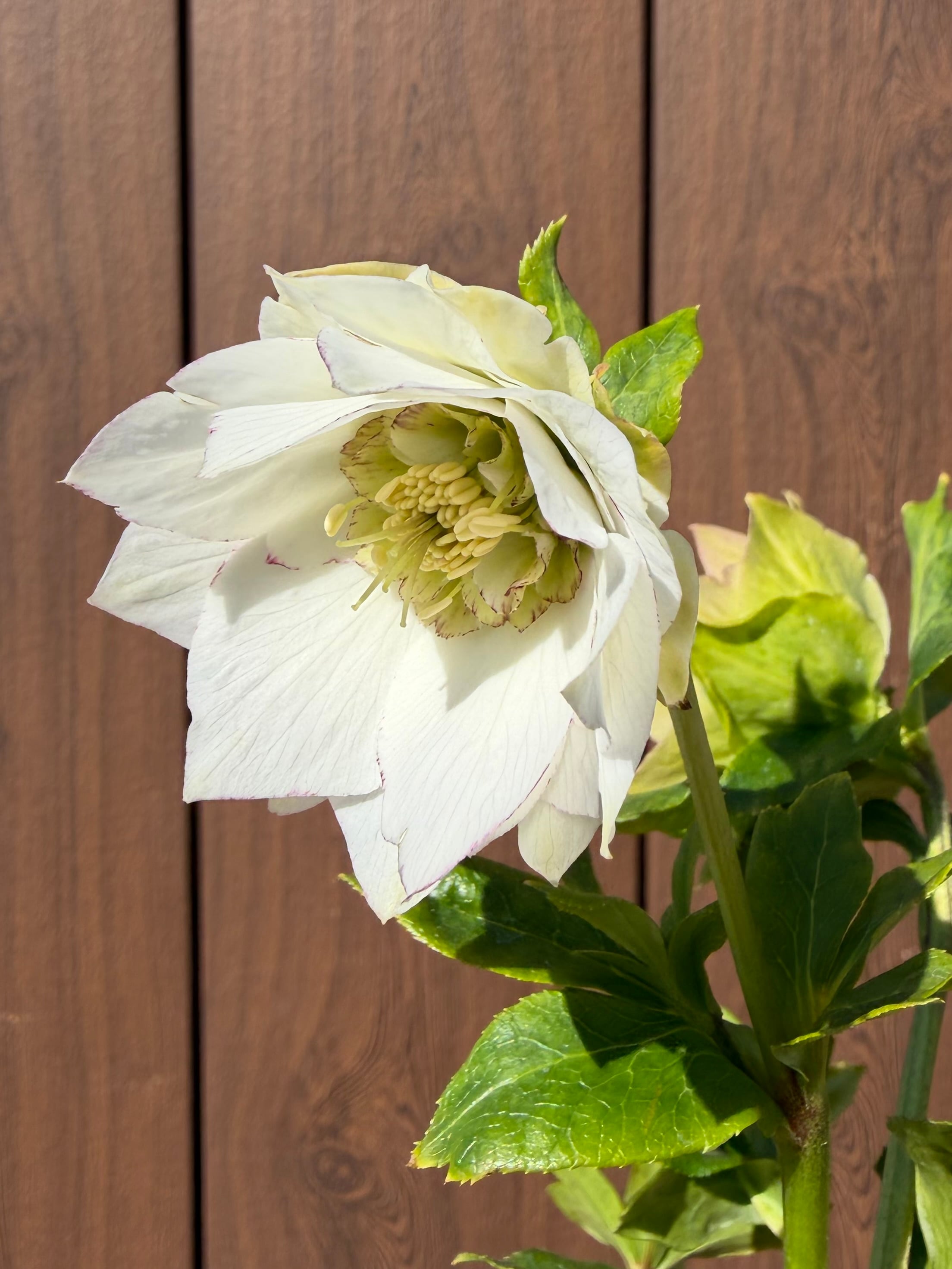 シャルウィダンス 若泉ファーム クリスマスローズ【Wa08】送料無料