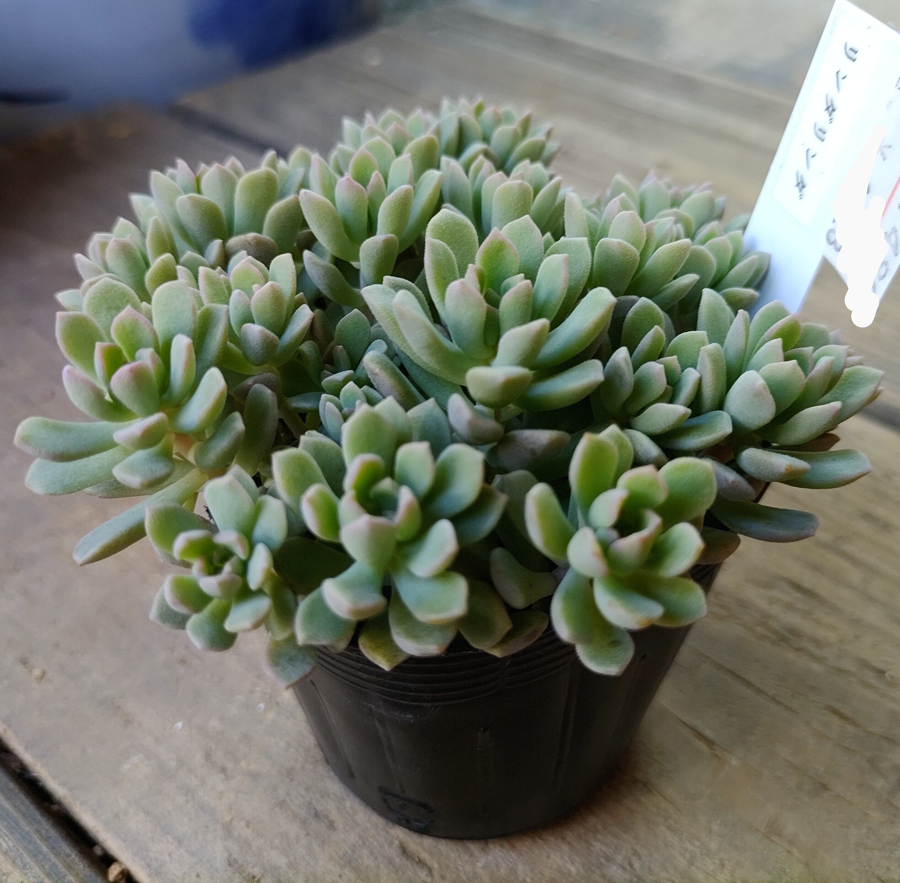 リンダリンダ | RuPo 多肉植物専門店
