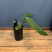 【クリアランス】フィロデンドロン シェロニアエ【971】