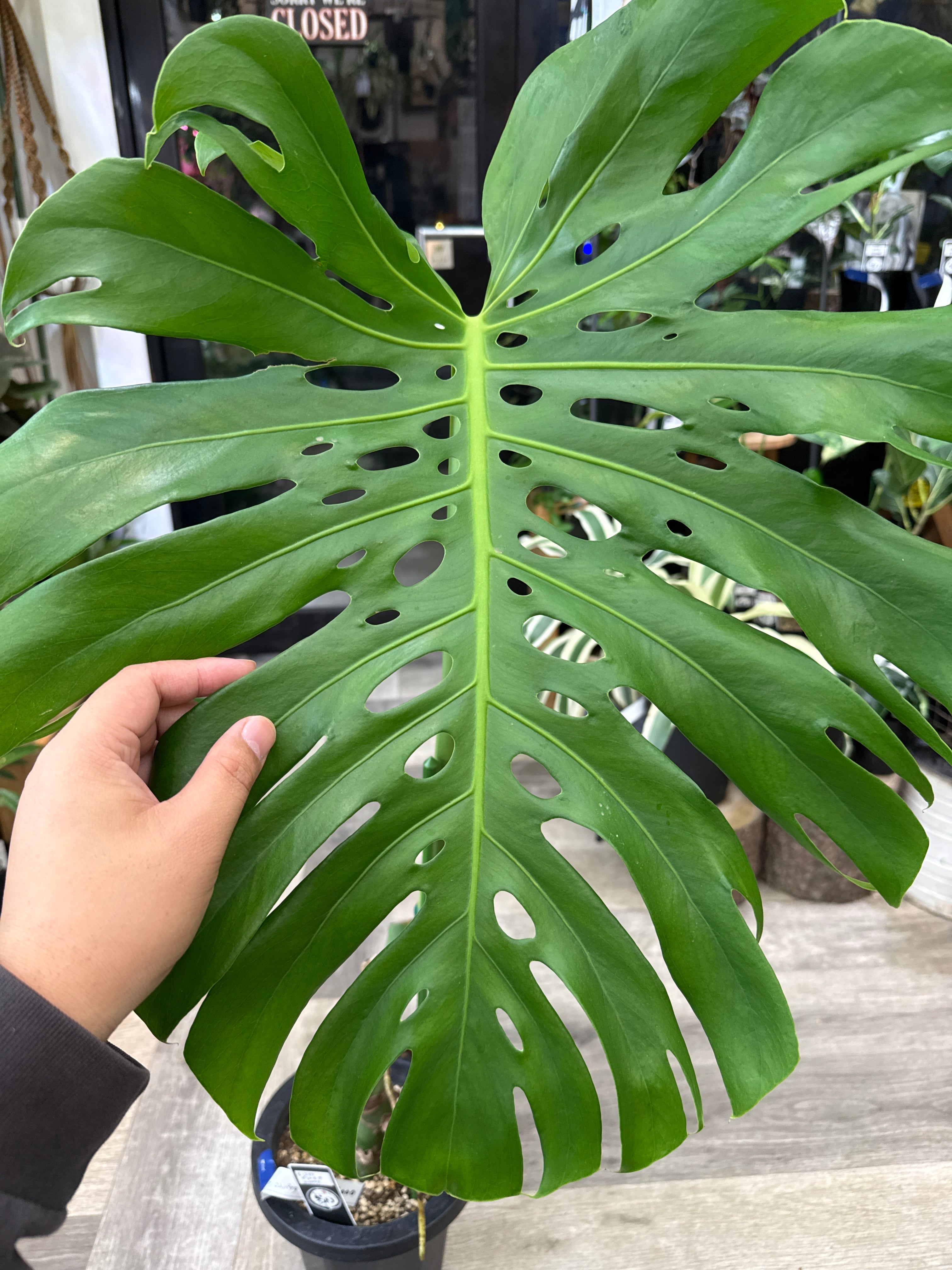 モンステラ D. コンパクタ | Gardenえん 【観葉熱帯植物】
