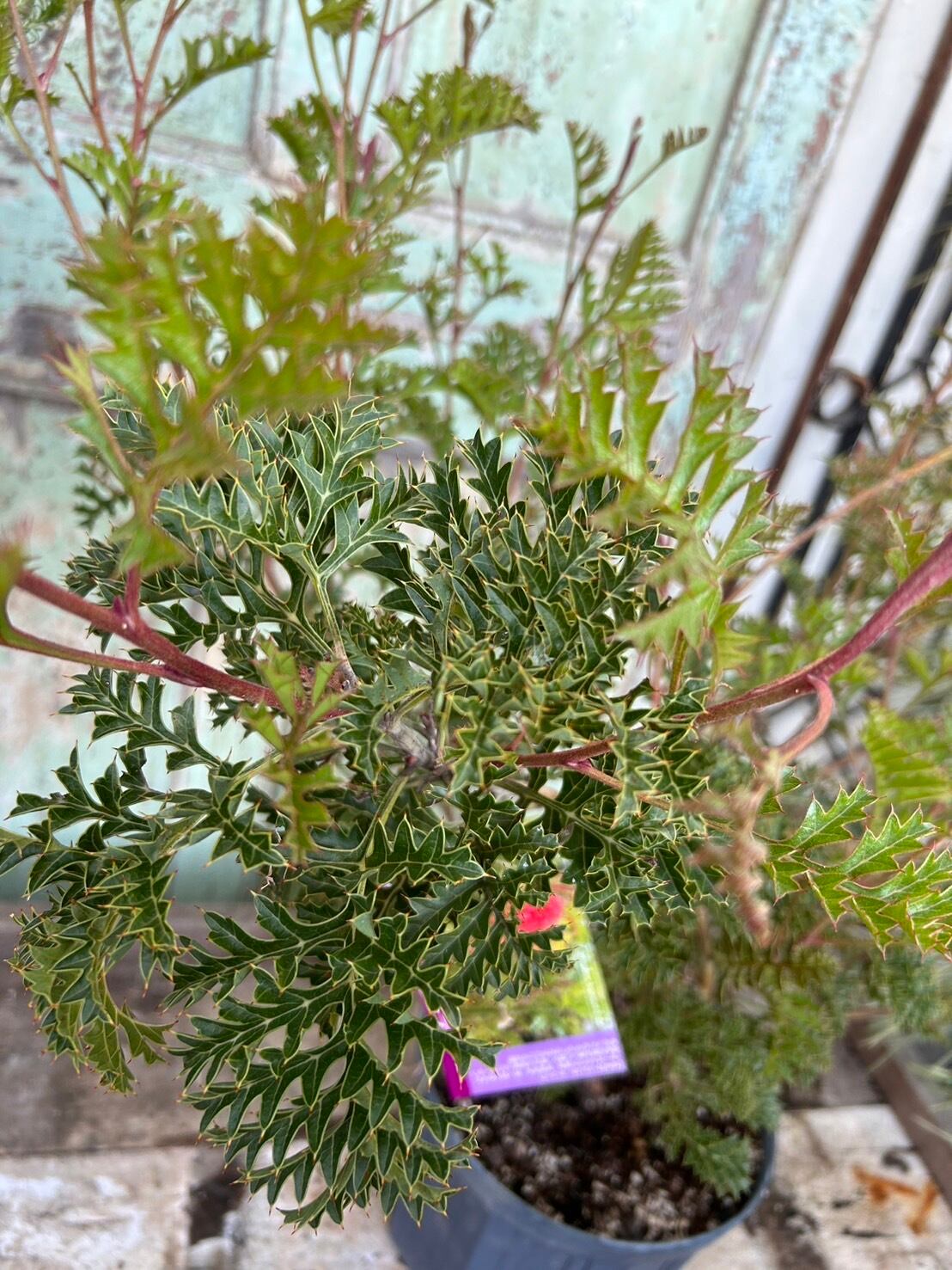 グレープグレビレア④ | 沼ノ上農園