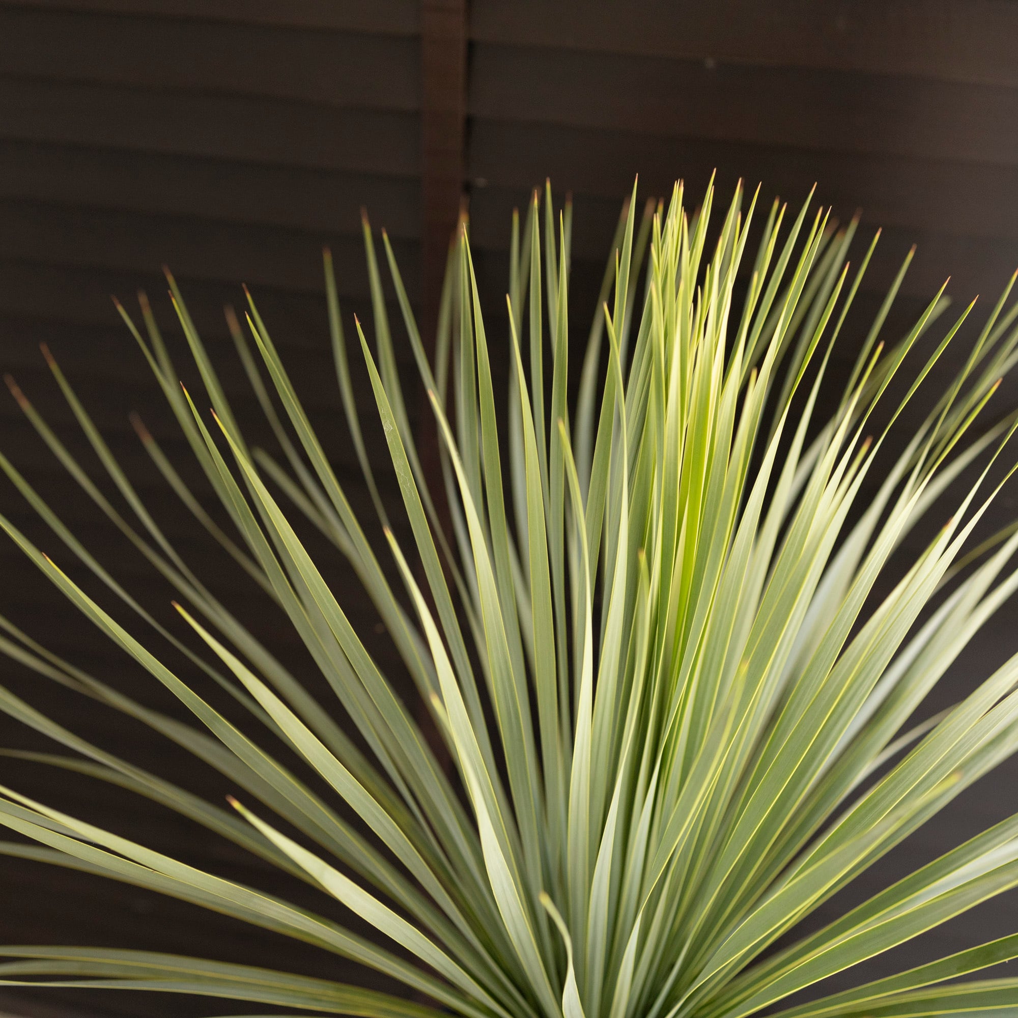 ユッカ ロストラータ【24-506】超美形 シルバーブルー