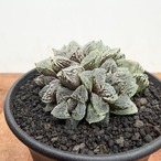 Haworthia ‘Kurozatou’【ハオルチア・黒砂糖】