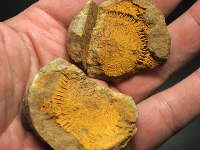 新種！モロッコディスカス【Moroccodiscus smithi】モロッコ王国産/棘皮動物