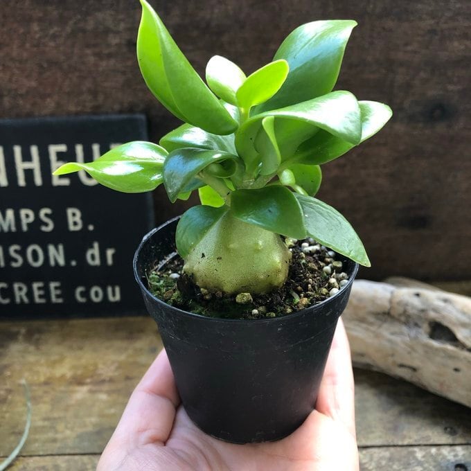 アリ植物 ヒドノフィツム パプアナム 希少 塊根部分 | 植物の店ベリー