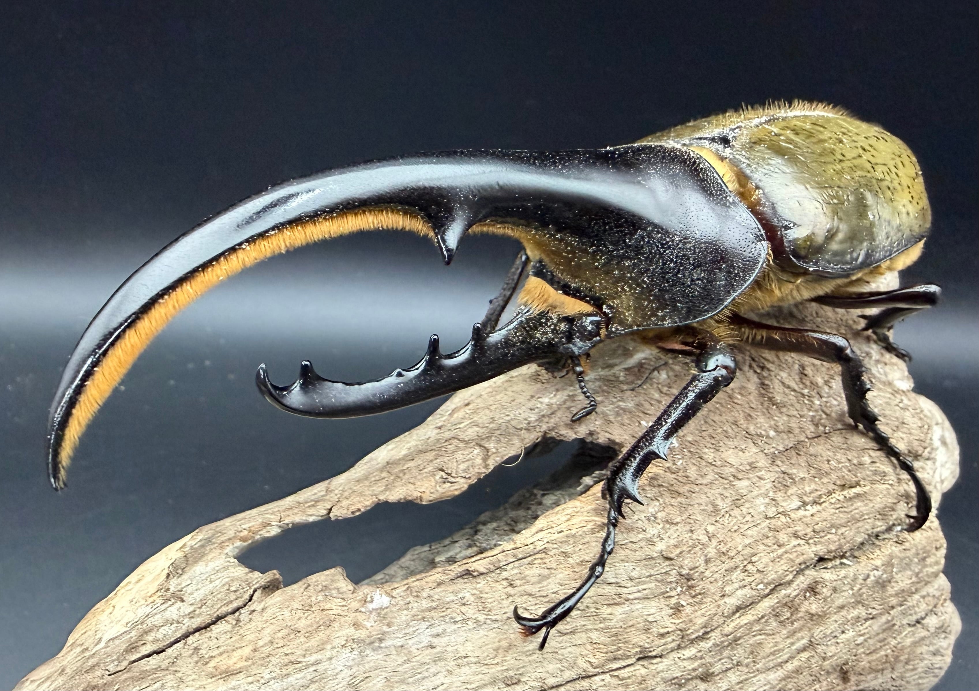 ヘラクレス・ヘラクレス 138mm ペア》 | KPW公式オンラインショップ