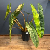 【BASE抽選販売(限定価格)】フィロデンドロン　ビレッティアエ　斑入り