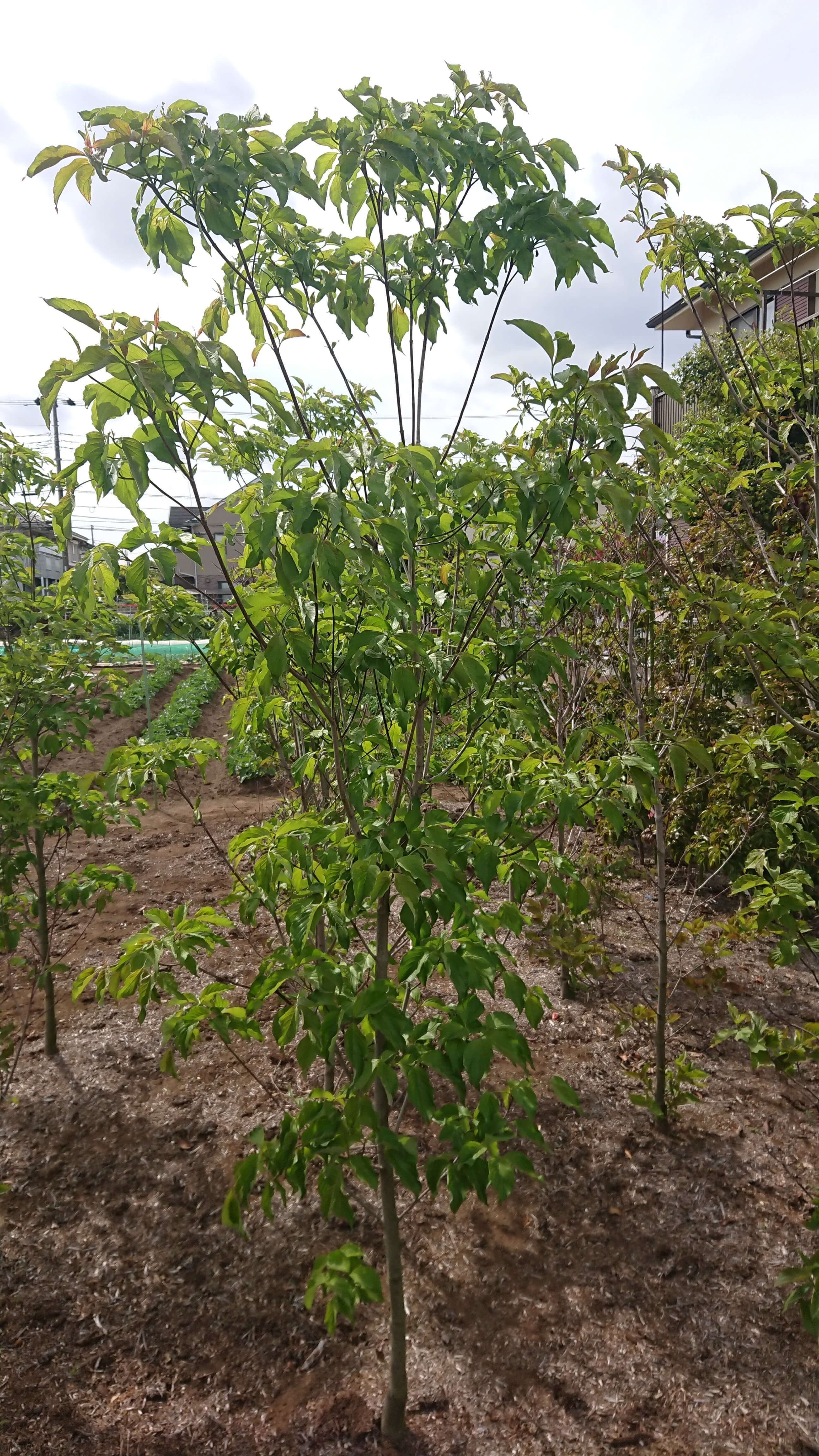 モミジ［イロハ立性］ 株立ち（40㎝ポット） | 連大植木