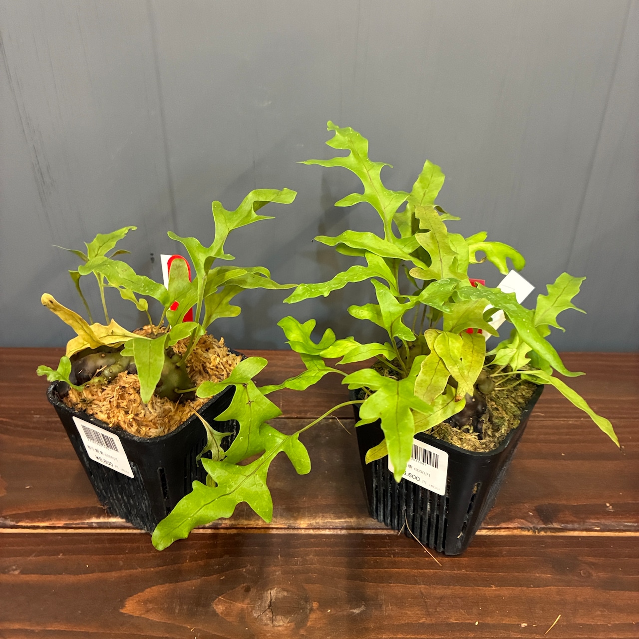 【抽選販売】【限定価格】【伊藤蟻】Lecanopteris carnosa Minahasa, Manado, North Sulawesi(限定2)