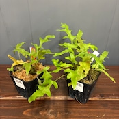 【抽選販売】【限定価格】【伊藤蟻】Lecanopteris carnosa Minahasa, Manado, North Sulawesi(限定2)