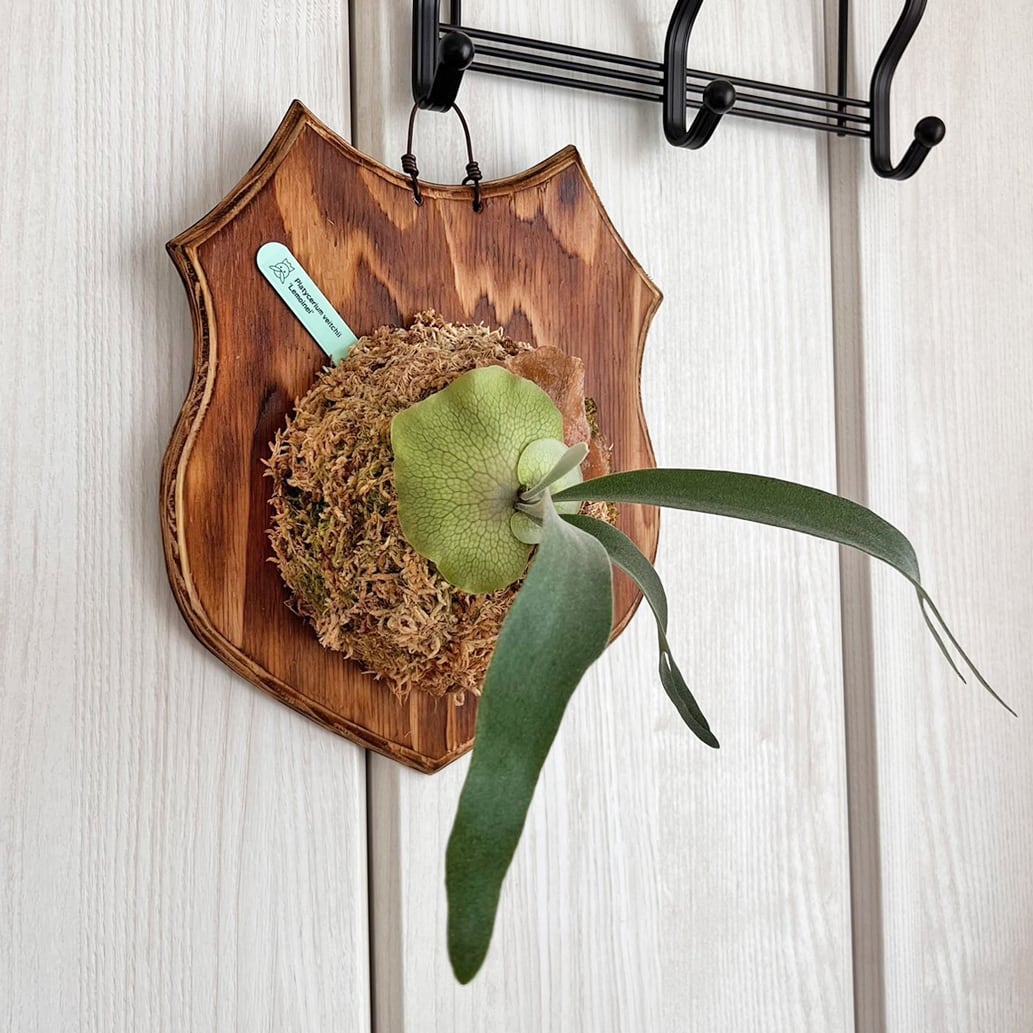 ビカクシダ レモイネイ　親株 ビカクシダ・レモイネイの子株を育てる | ビカクシダと僕の趣味