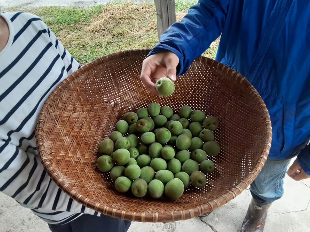 無農薬で育てる「南高梅（なんこううめ）」の木のオーナー制 | oike no 