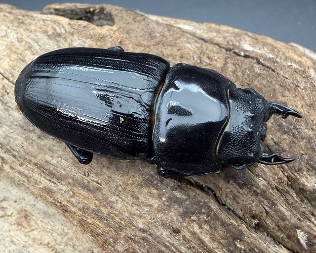 《オオクワガタ 久留米血統 51mm ♀単》