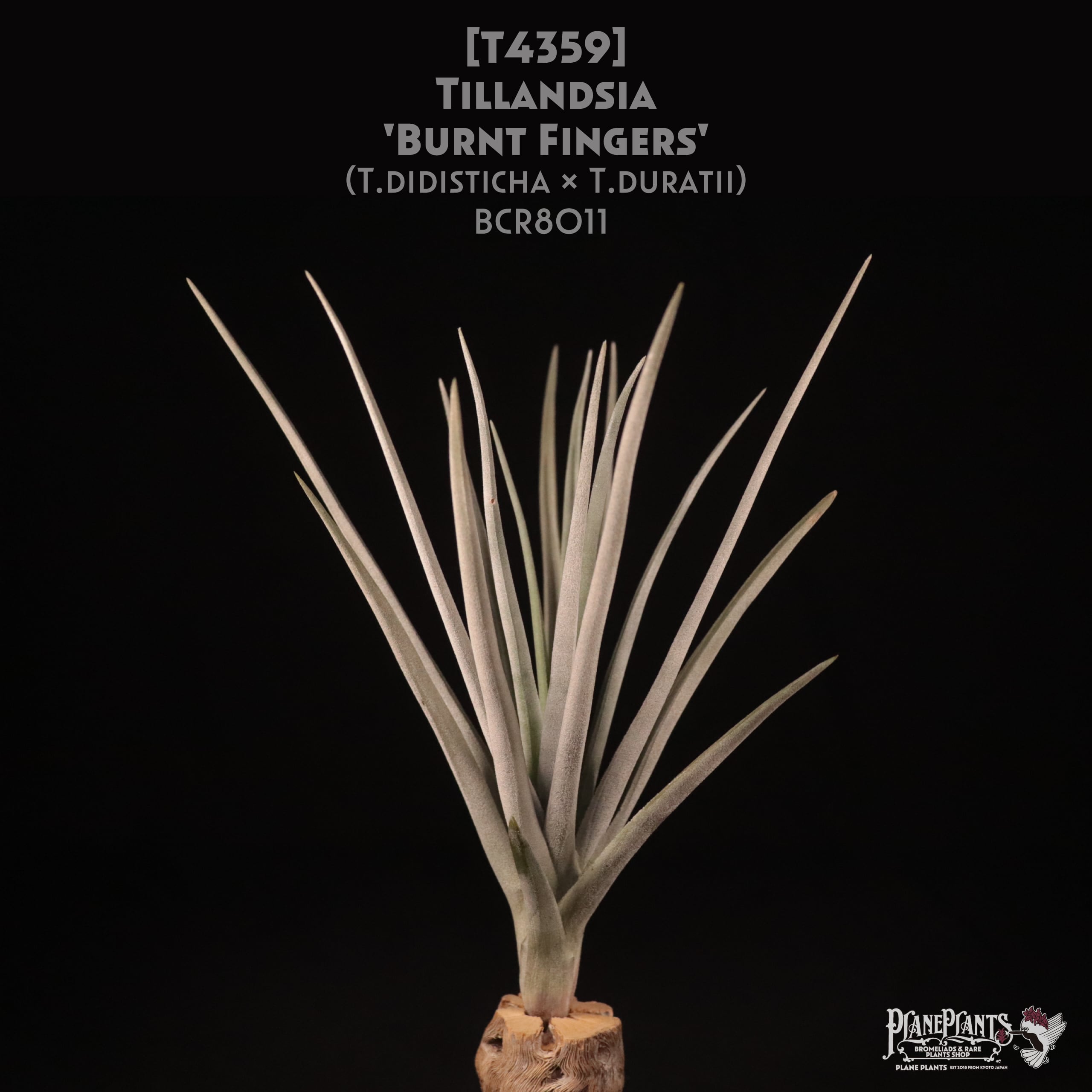 【送料無料】'Bumt Fingers'〔エアプランツ〕現品発送T4359