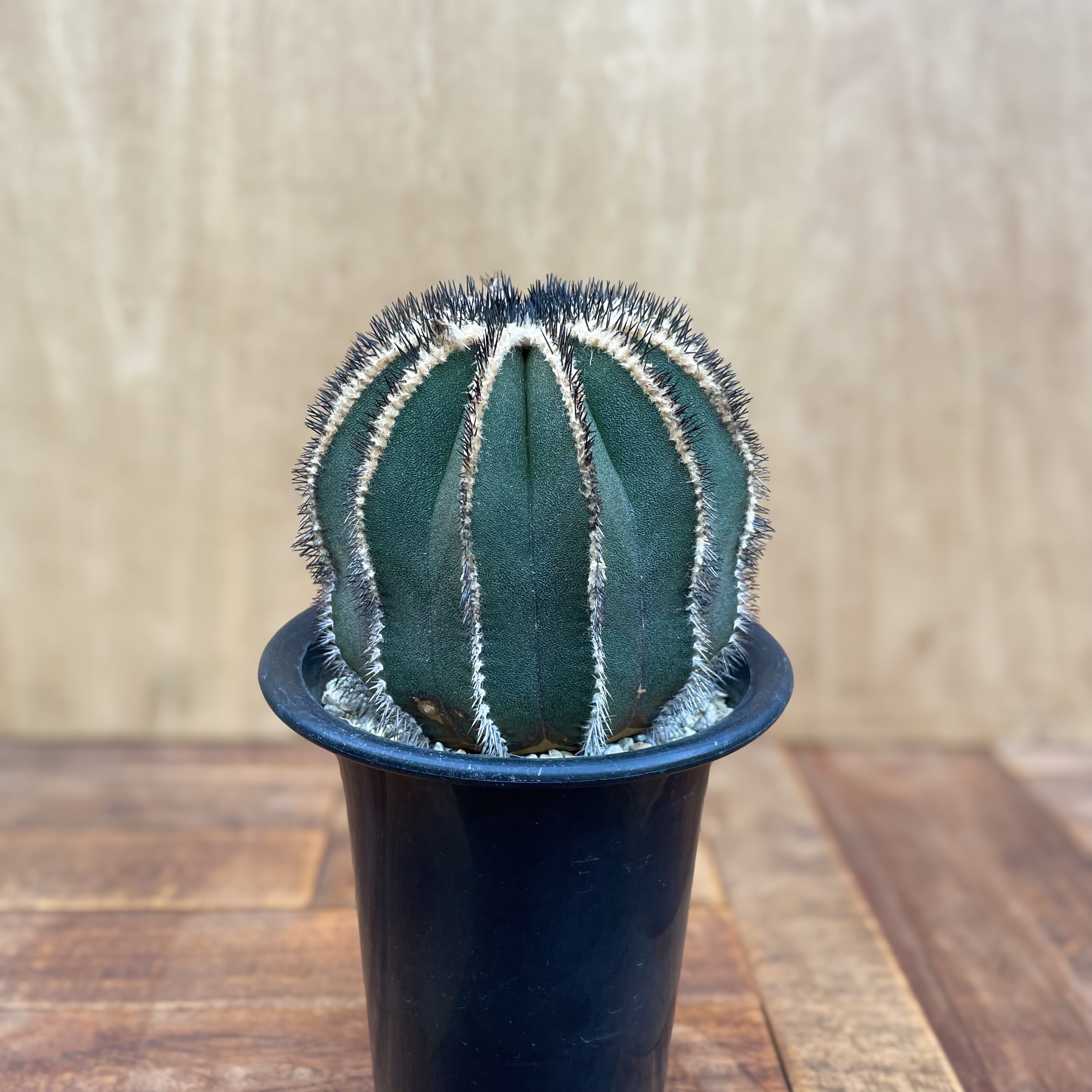 Uebelmannia pectinifera【ユーベルマニア・ペクチニフェラ・接木  