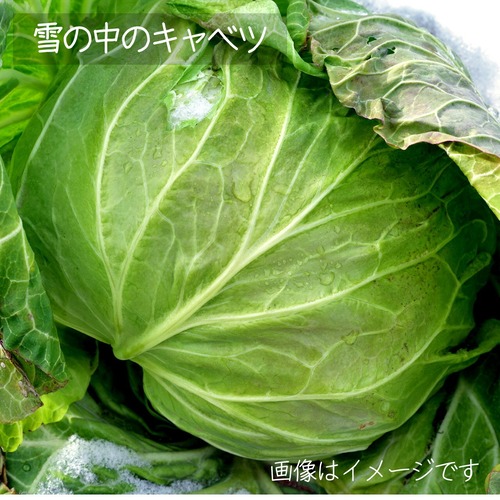 キャベツ　1個 ： 6月の朝採り直売野菜 　春の新鮮野菜 6月13日発送予定