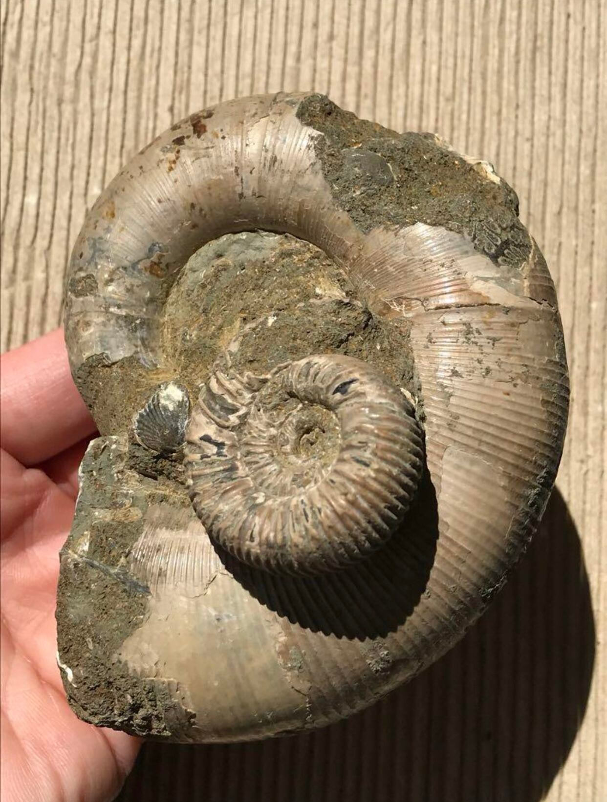 化石 確認用 確認用】マダガスカル産 アンモナイト化石青