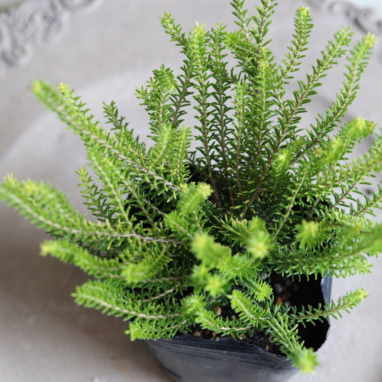 エリカ　グリフィスシー　バレリーグリフィス　イエローゴールド　冬から春にオススメのお花　シャビーな寄せ植えにおすすめ