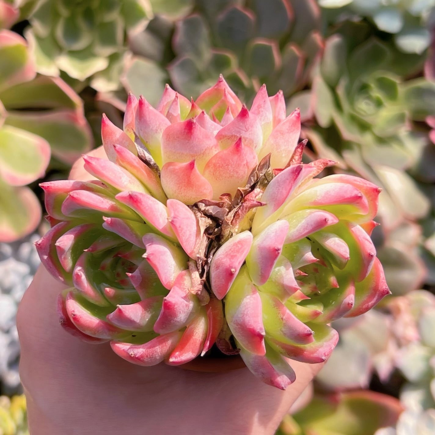 美苗❤️シモヤマコロラータ✨ シモヤマコロラータ【単頭】 – 多肉植物の通販・販売サイト tawawa