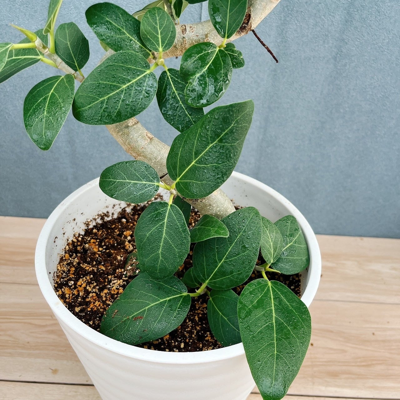 現品］81番 フィカス ベンガレンシス 曲がり 8号 観葉植物 室内 大型