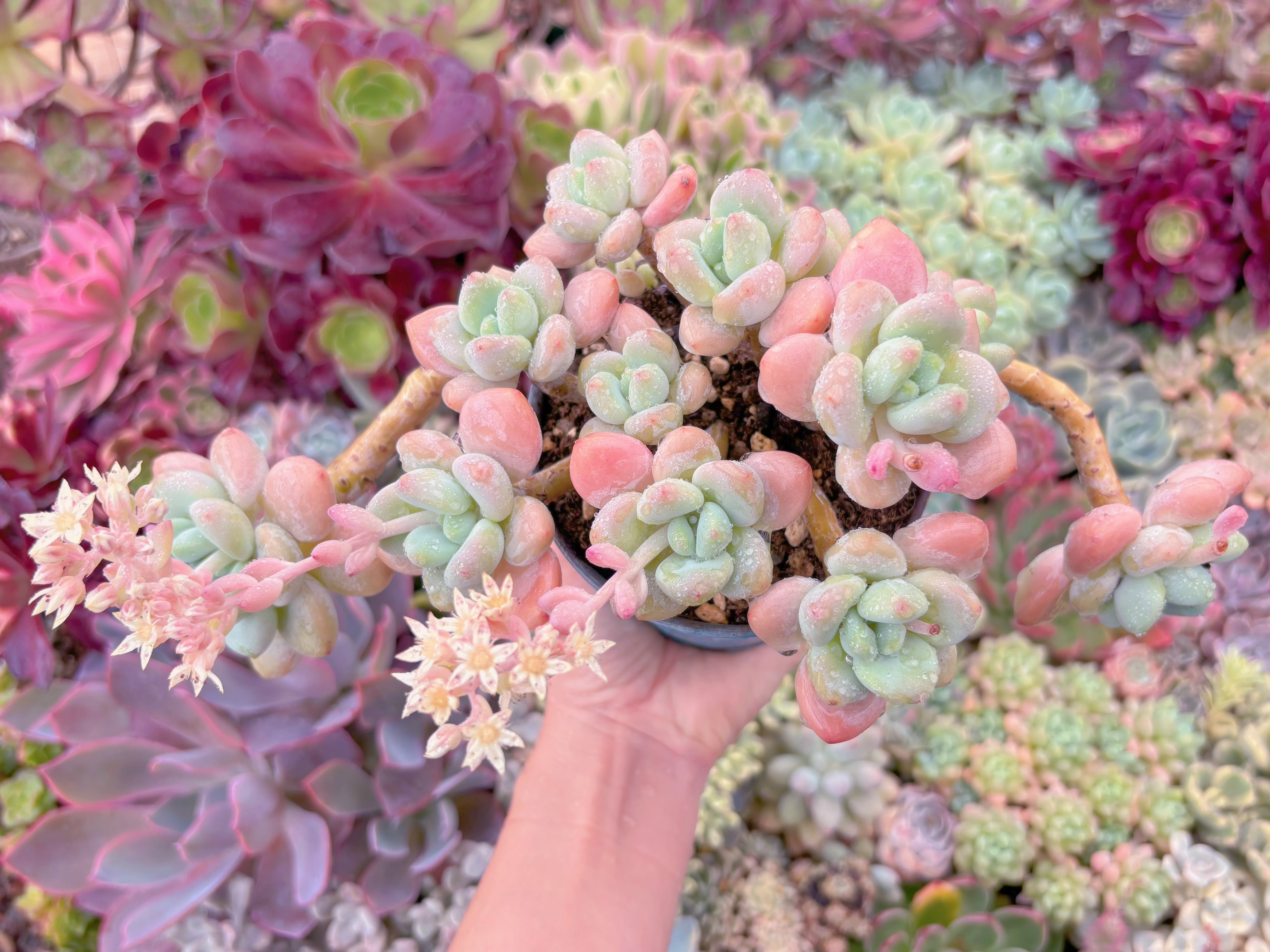 現品　マカロン#022　特大群生　るる農園