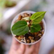 Anthurium Carlablackiae / アンスリウム カーラブラッキー⑥│観葉植物