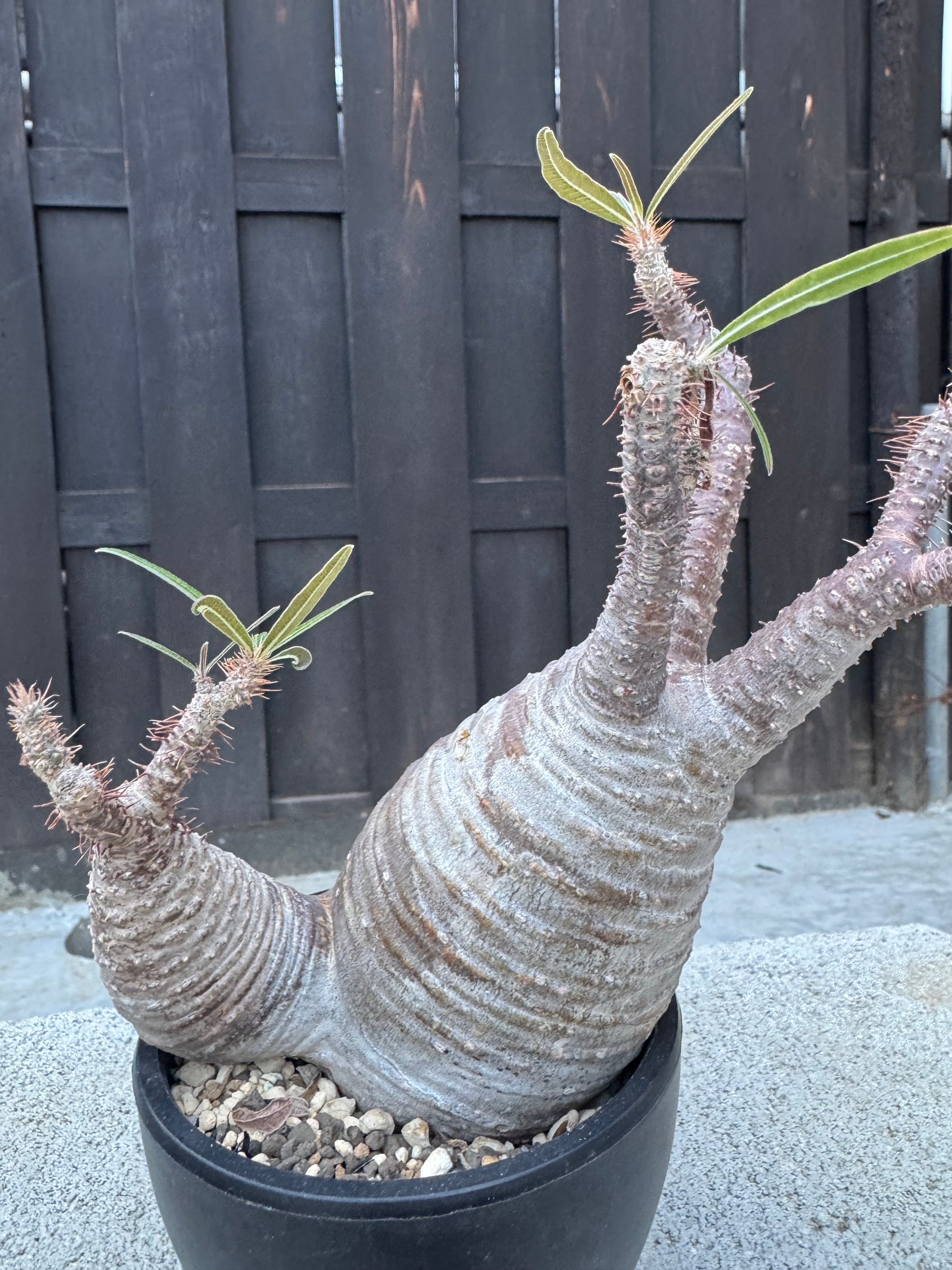 新着】Pachypodium gracilius【手乗りの良型ダブルヘッド