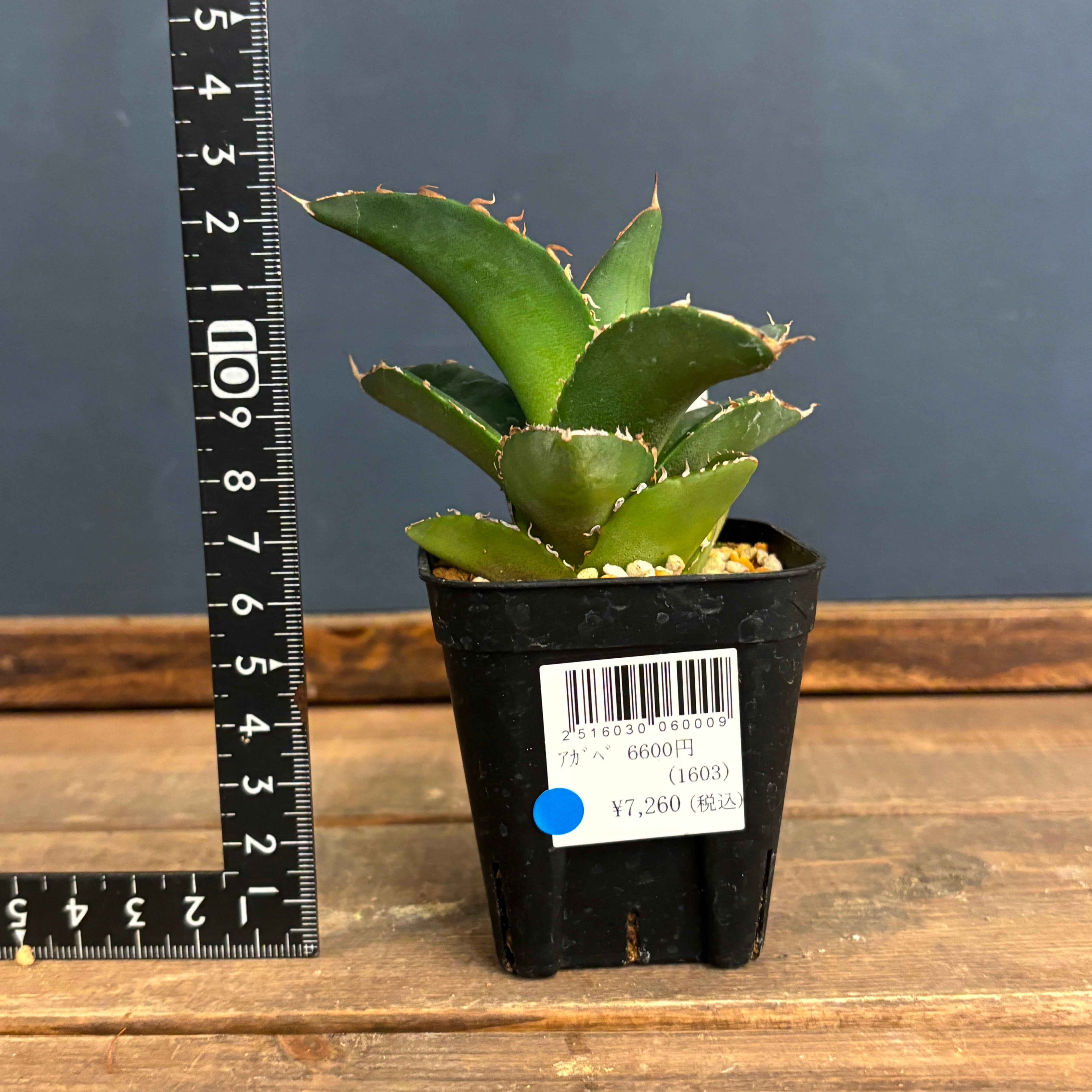 アガベ チタノタ 貔貅【545】 | PROTOLEAF プロトリーフ