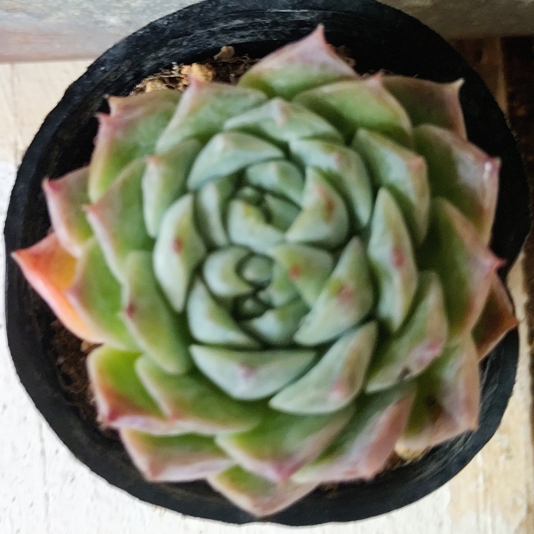 T)白鳳錦(アエオニウム) | RuPo 多肉植物専門店