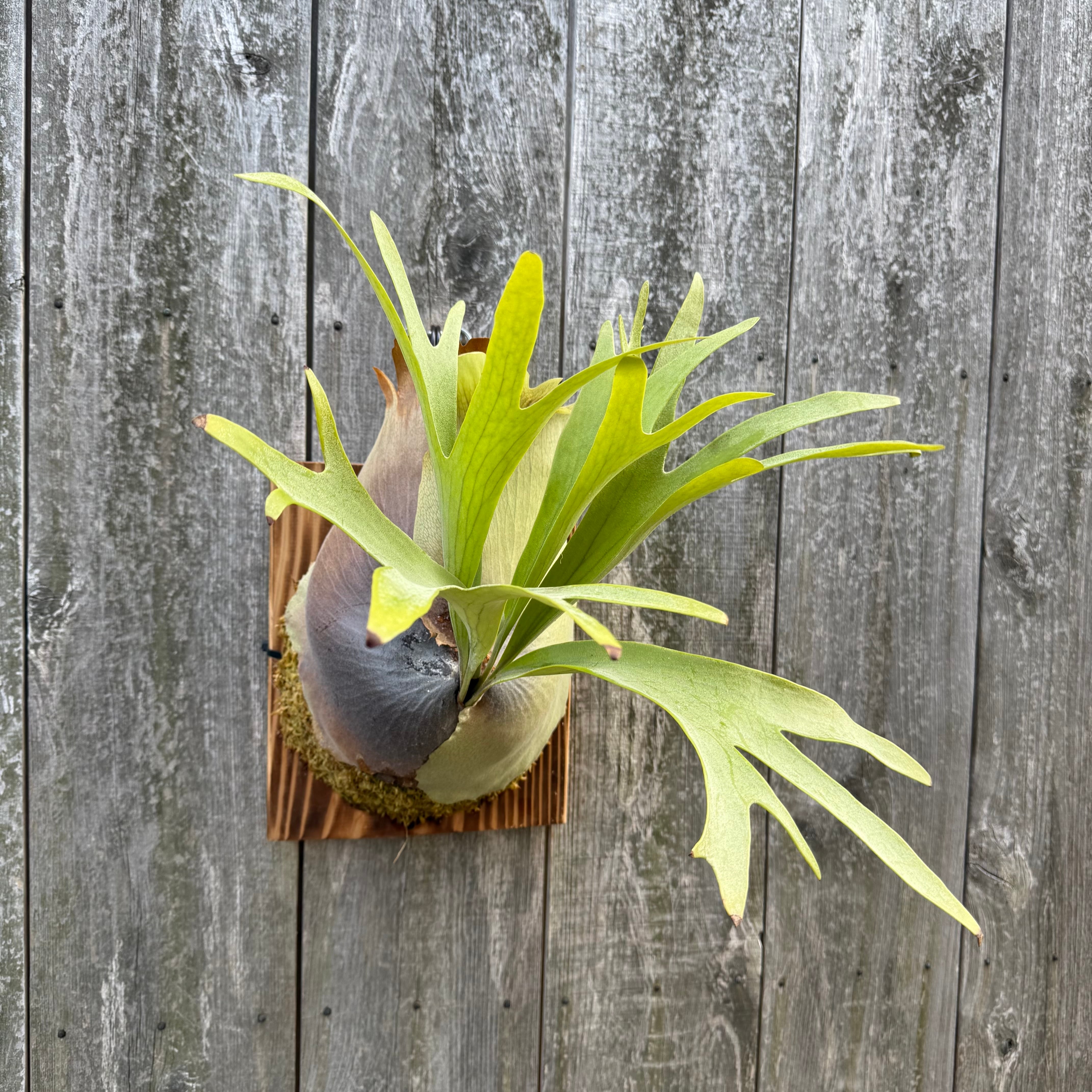 Platycerium bifurcatum Popcorn (pup) | naturefix