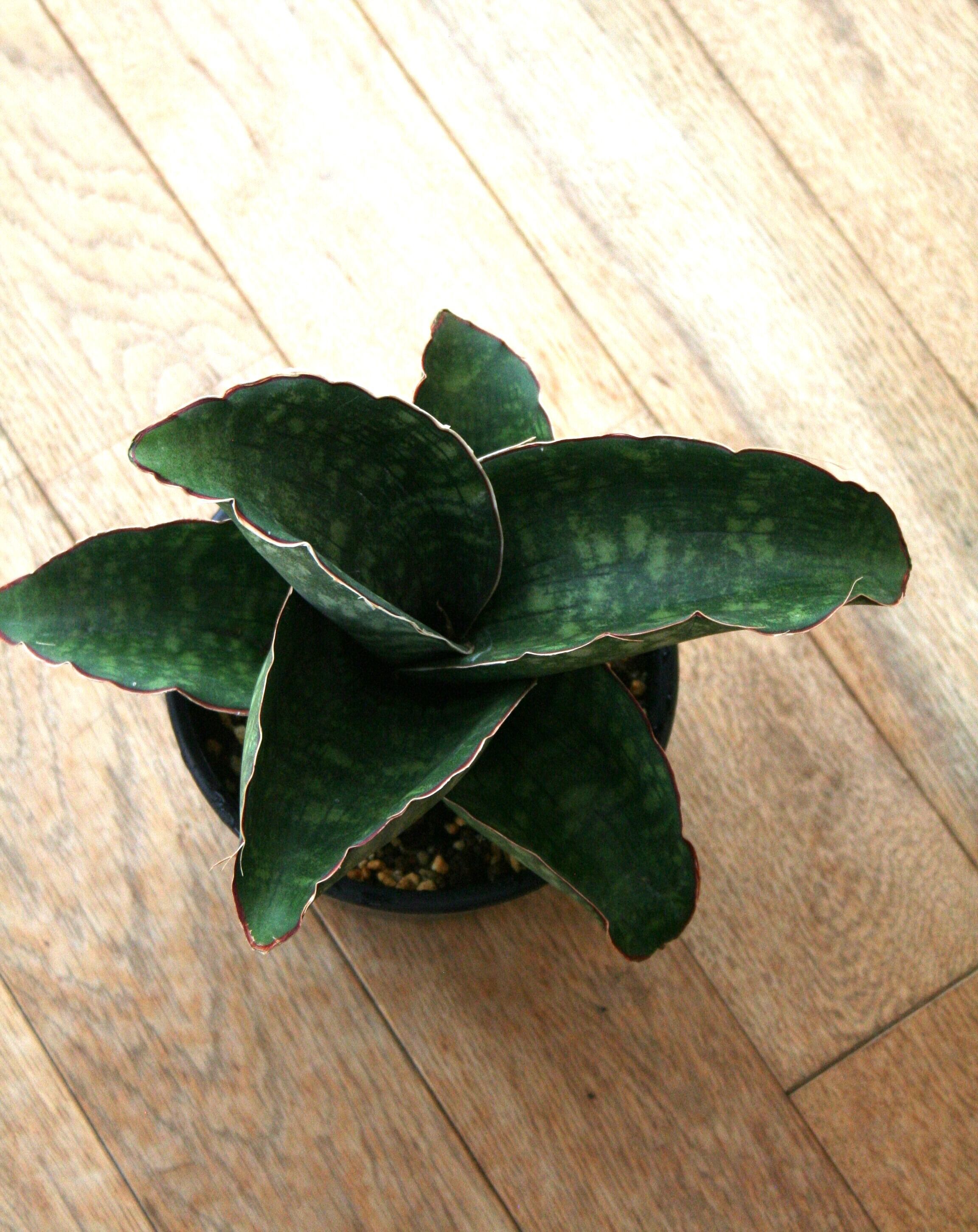 サンスベリア・ドラゴンウィング | Nature Garland／deco flower＆plants